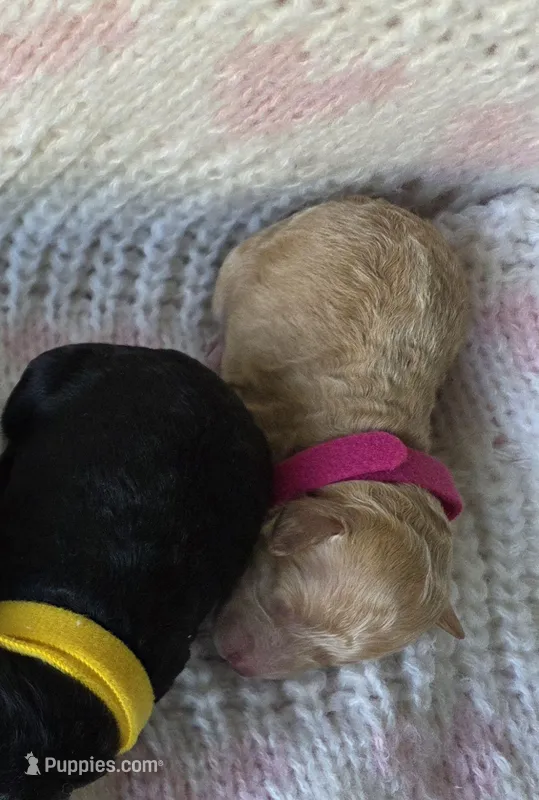 Peach – Poodle - Toy  puppy for sale in West Sacramento, CA