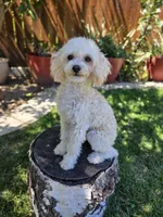 Teo, a male Poodle - Toy  for sale in West Sacramento, CA – 3 of 5
