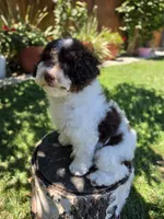 Twix, a male Poodle - Miniature  for sale in West Sacramento, CA – 7 of 9