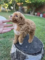 Lolly, a female Poodle - Miniature  for sale in West Sacramento, CA – 10 of 10