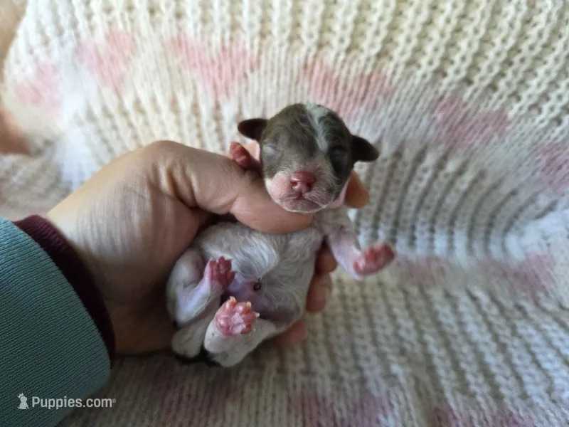 Willow – Poodle - Toy  puppy for sale in West Sacramento, CA