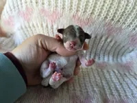 Willow, a female Poodle - Toy  for sale in West Sacramento, CA – Photo 1 of 4