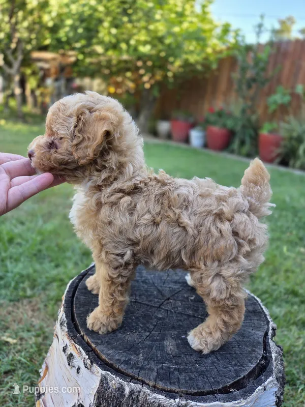 Honey – Poodle - Toy , Poodle - Miniature  puppy for sale in West Sacramento, CA