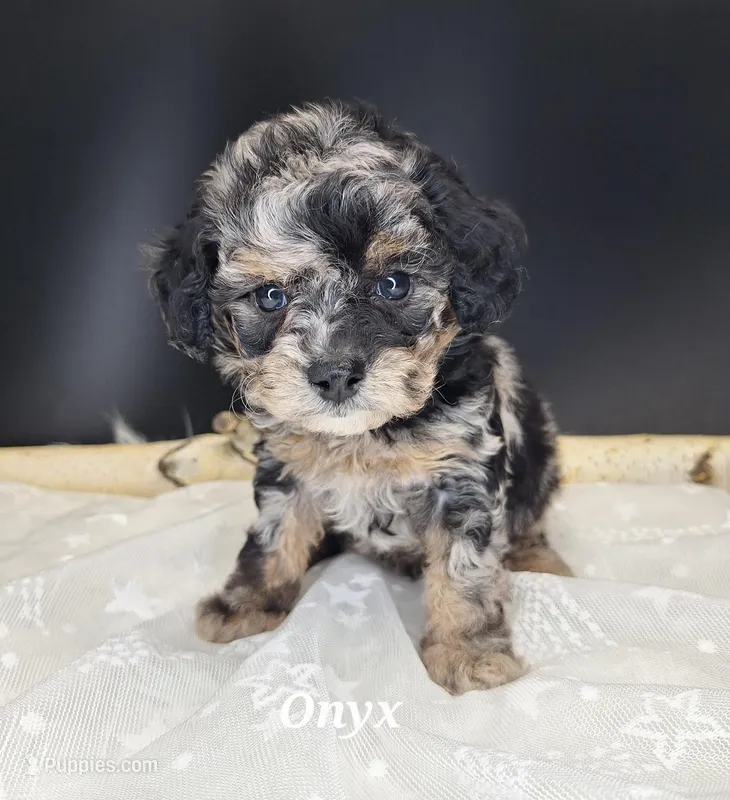 Onyx – Poodle - Miniature  puppy for sale in West Sacramento, CA
