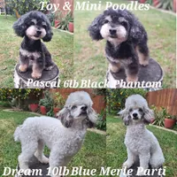 Onyx , a male Poodle - Miniature  for sale in West Sacramento, CA – Photo 7 of 7