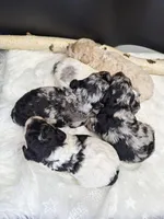 Onyx , a male Poodle - Miniature  for sale in West Sacramento, CA – Photo 6 of 7