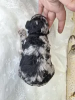 Onyx , a male Poodle - Miniature  for sale in West Sacramento, CA – Photo 4 of 7