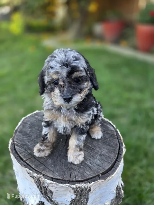 Onyx – Poodle - Miniature  puppy for sale in West Sacramento, CA