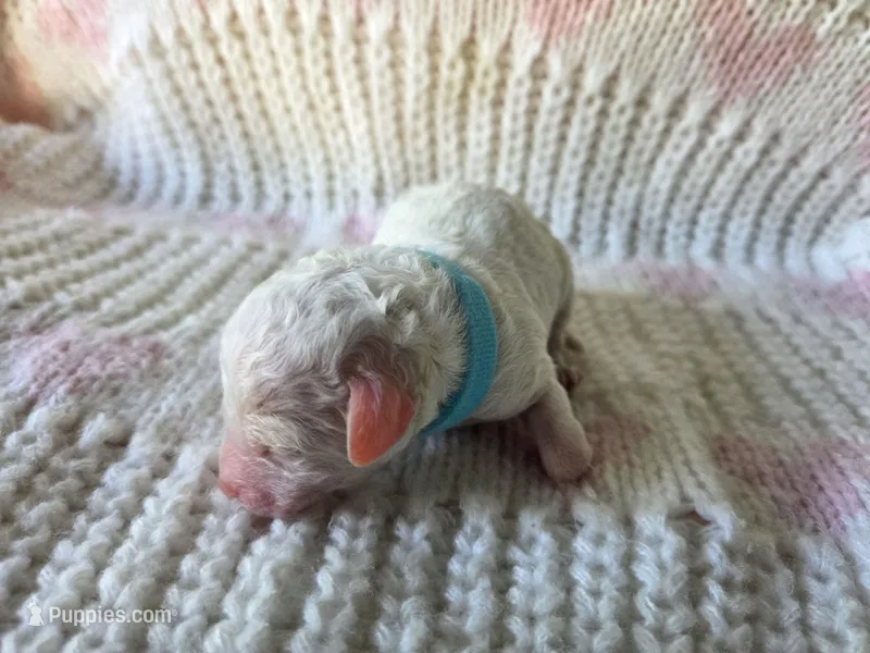 Aster – Poodle - Toy  puppy for sale in West Sacramento, CA