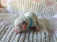 Aster, a male Poodle - Toy  for sale in West Sacramento, CA – Photo 1 of 3