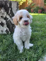 Aster, a male Poodle - Toy  for sale in West Sacramento, CA – 2 of 5