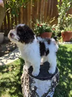 Twix, a male Poodle - Miniature  for sale in West Sacramento, CA – 6 of 9