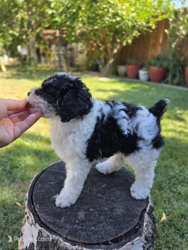 Taffy – Poodle - Miniature  puppy for sale in West Sacramento, CA