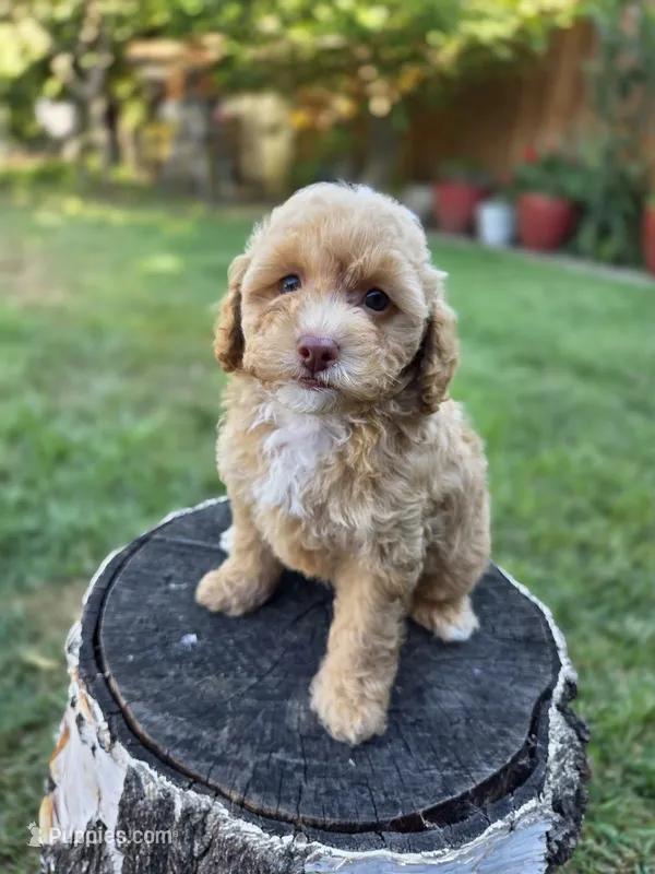 Honey – Poodle - Toy , Poodle - Miniature  puppy for sale in West Sacramento, CA