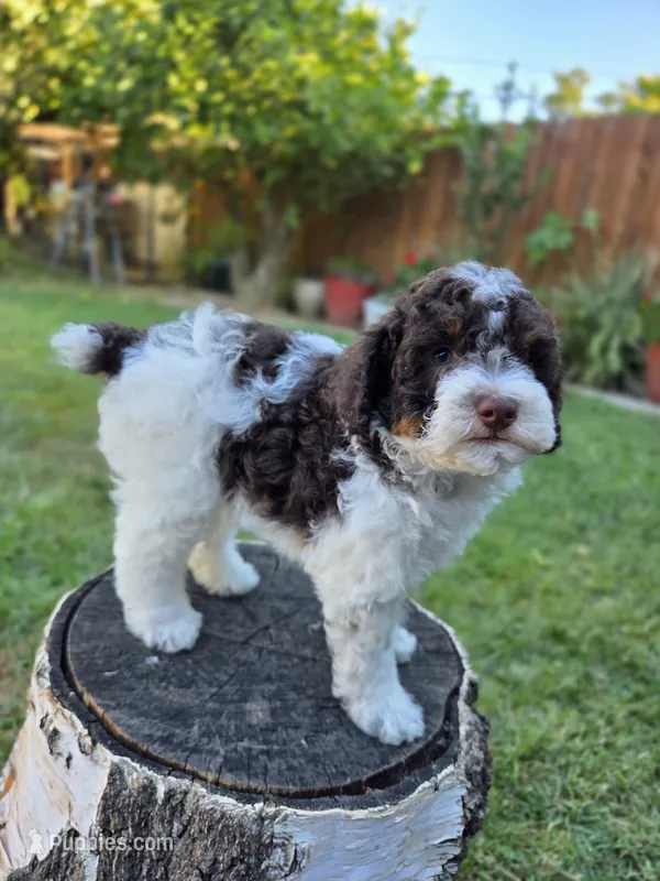 Twix – Poodle - Miniature  puppy for sale in West Sacramento, CA