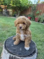 Lolly, a female Poodle - Miniature  for sale in West Sacramento, CA – 4 of 10
