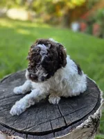 Willow, a female Poodle - Toy  for sale in West Sacramento, CA – 4 of 10