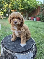 Lolly, a female Poodle - Miniature  for sale in West Sacramento, CA – 6 of 10