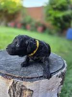 Olive, a female Poodle - Toy  for sale in West Sacramento, CA – 5 of 5