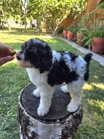 Taffy, a female Poodle - Miniature  for sale in West Sacramento, CA – 5 of 7