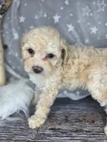 Mochi, a female Poodle - Toy  and Poodle - Miniature  for sale in West Sacramento, CA – 5 of 8