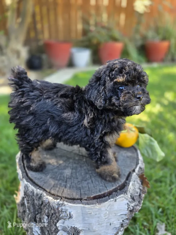 Shadow  – Poodle - Toy  puppy for sale in West Sacramento, CA