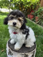 Remy, a male Poodle - Miniature  for sale in West Sacramento, CA – 2 of 10