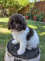 Evie, a female Poodle - Miniature  for sale in West Sacramento, CA – 2 of 6