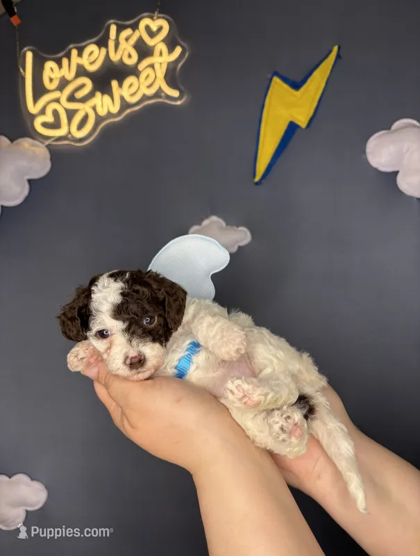 Raya – Poodle - Toy  puppy for sale in West Sacramento, CA