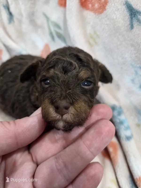 Coco – Poodle - Toy  puppy for sale in West Sacramento, CA