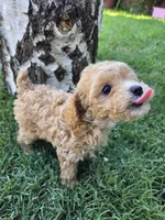 Peach, a female Poodle - Toy  for sale in West Sacramento, CA – 5 of 6