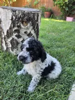 Sage, a male Poodle - Toy  for sale in West Sacramento, CA – 6 of 6