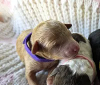 Maple, a female Poodle - Toy  for sale in West Sacramento, CA – Photo 2 of 3