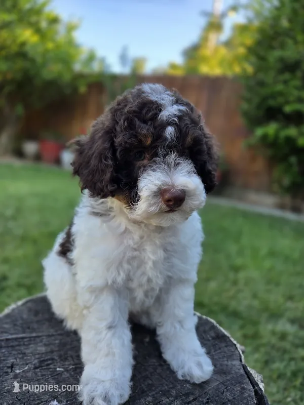Twix – Poodle - Miniature  puppy for sale in West Sacramento, CA