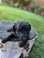 Olive, a female Poodle - Toy  for sale in West Sacramento, CA – 3 of 5