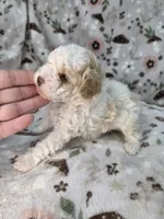Magnus , a male Poodle - Miniature  for sale in West Sacramento, CA – 2 of 2