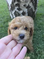 Maple, a female Poodle - Toy  for sale in West Sacramento, CA – 7 of 9
