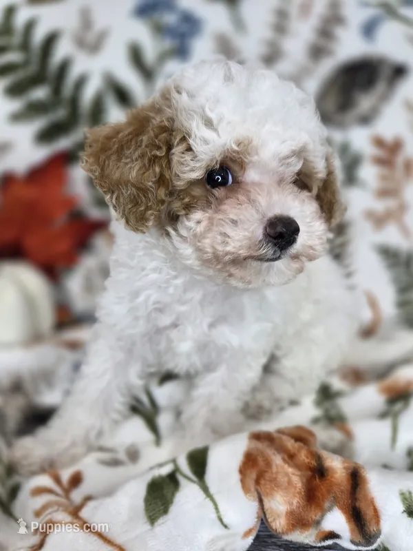 Sky – Poodle - Toy  puppy for sale in West Sacramento, CA