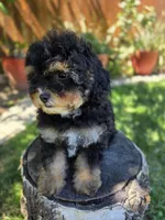 Truffle, a female Poodle - Toy  and Poodle - Miniature  for sale in West Sacramento, CA – 2 of 4
