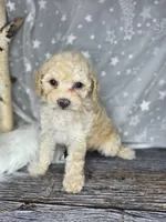 Mochi, a female Poodle - Toy  and Poodle - Miniature  for sale in West Sacramento, CA – 7 of 8