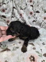 Shadow , a male Poodle - Toy  for sale in West Sacramento, CA – 2 of 2