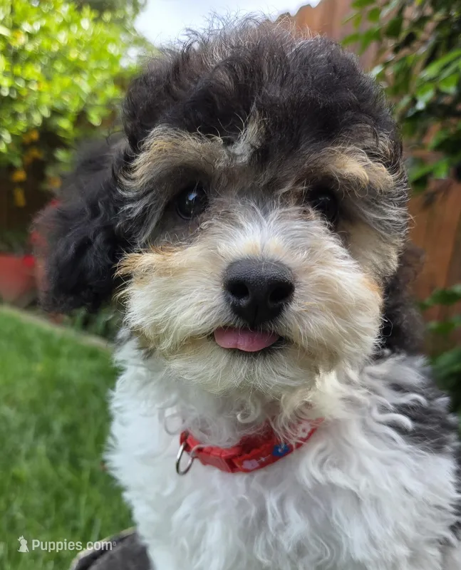 Remy – Poodle - Miniature  puppy for sale in West Sacramento, CA