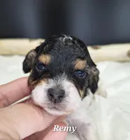 Remy, a male Poodle - Miniature  for sale in West Sacramento, CA – Photo 1 of 4