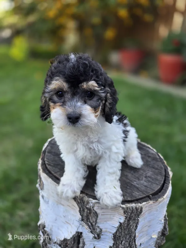 Remy – Poodle - Miniature  puppy for sale in West Sacramento, CA