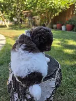 Evie, a female Poodle - Miniature  for sale in West Sacramento, CA – 4 of 6