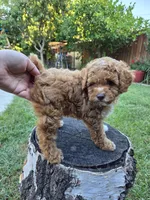 Lolly, a female Poodle - Miniature  for sale in West Sacramento, CA – 7 of 10