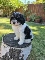 Taffy, a female Poodle - Miniature  for sale in West Sacramento, CA – 6 of 7