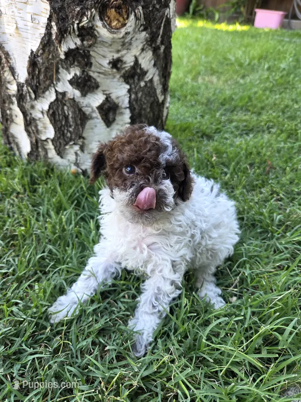 Willow – Poodle - Toy  puppy for sale in West Sacramento, CA