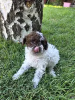 Willow, a female Poodle - Toy  for sale in West Sacramento, CA – 8 of 10