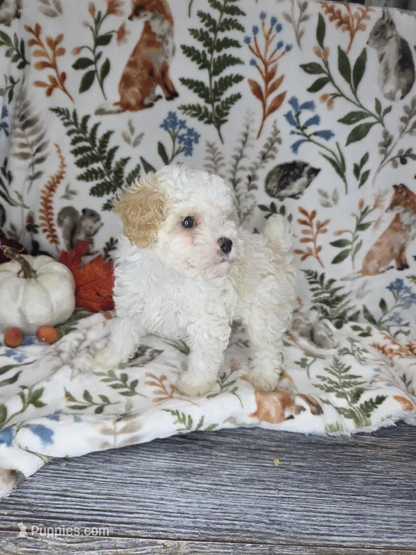 Magnus  – Poodle - Miniature  puppy for sale in West Sacramento, CA